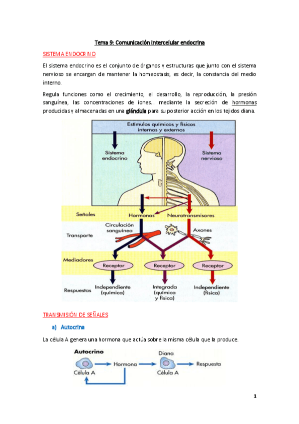 Miniatura del documento Fisiologia-Tema-9.pdf