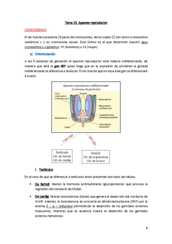 Miniatura del documento Fisiologia-Tema-15.pdf