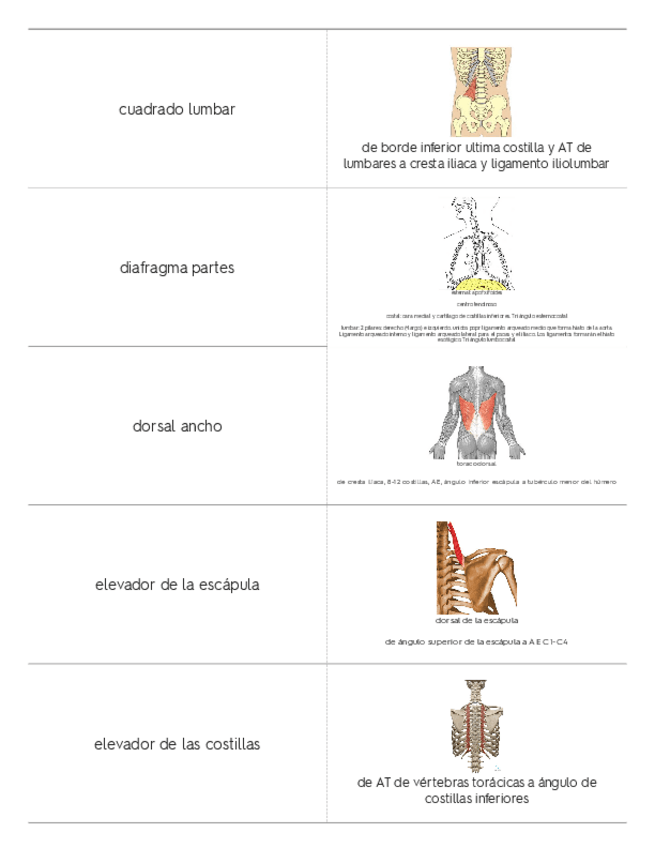 Miniatura del documento tronco.pdf