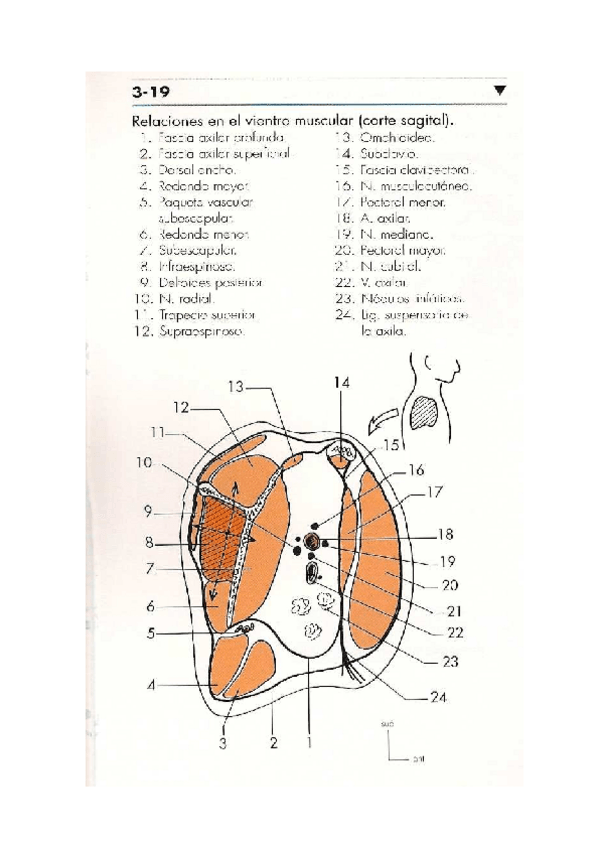 Miniatura del documento Cortes-Dufour-M.pdf