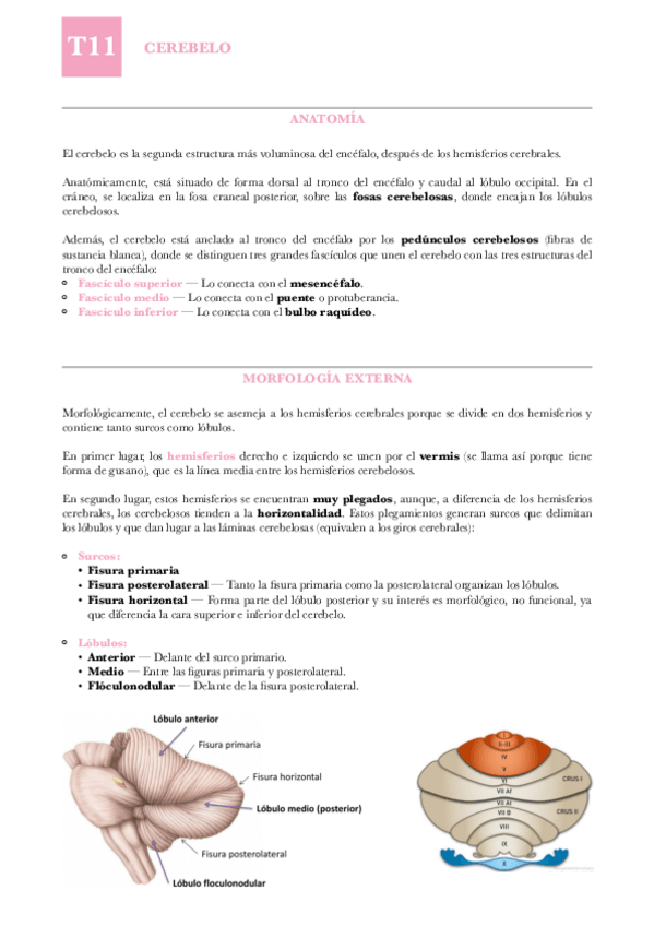 Miniatura del documento ANAT-T11-Cerebelo.pdf