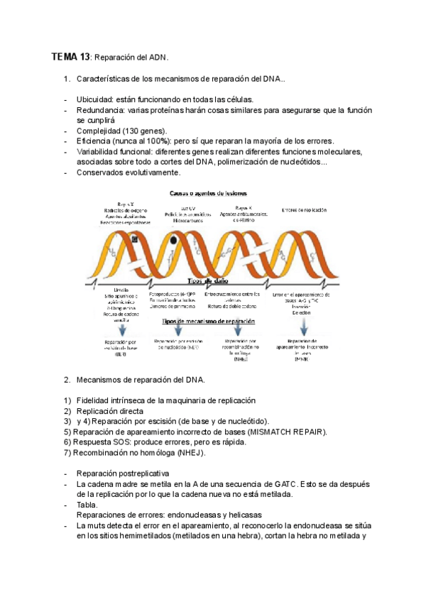 Miniatura del documento TEMA-13-Reparacion-del-ADN.pdf
