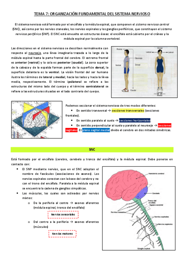 Miniatura del documento Tema 7 - Organización fundamental del Sistema Nervioso.pdf