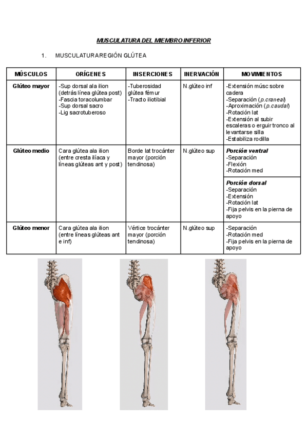 Miniatura del documento MUSCULOS-MMII.pdf