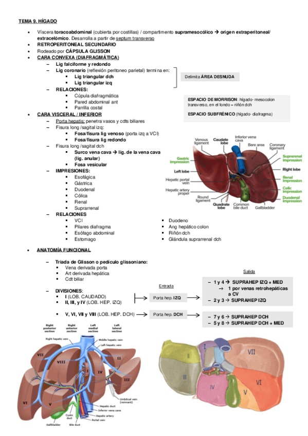 Miniatura del documento TEMA 9. higado