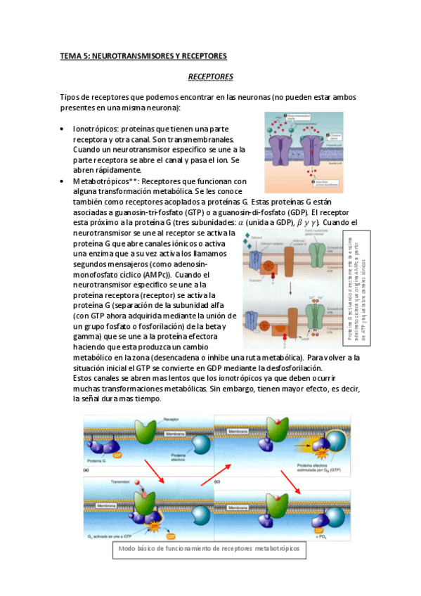 Miniatura del documento TEMA-5-NEUROTRANSMISORES-Y-RECEPTORES-corregido.pdf