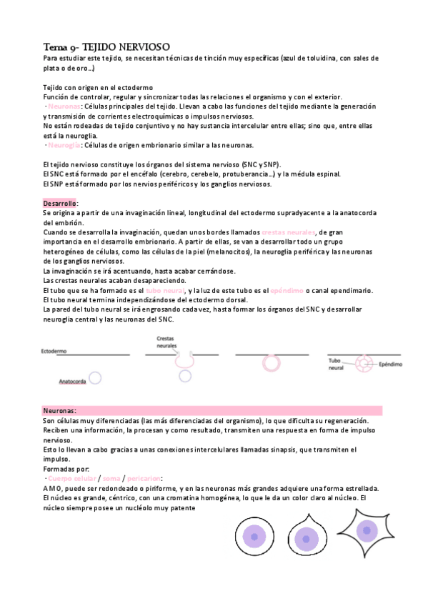 Miniatura del documento Tema-9-Tejido-nervioso.pdf