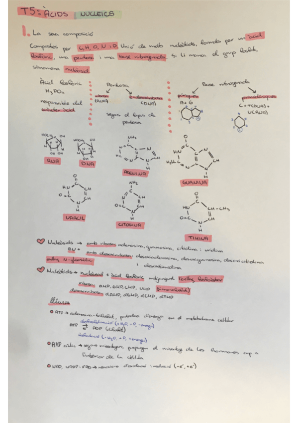 Miniatura del documento Apunts-Biologia-Acids-Nucleics.pdf