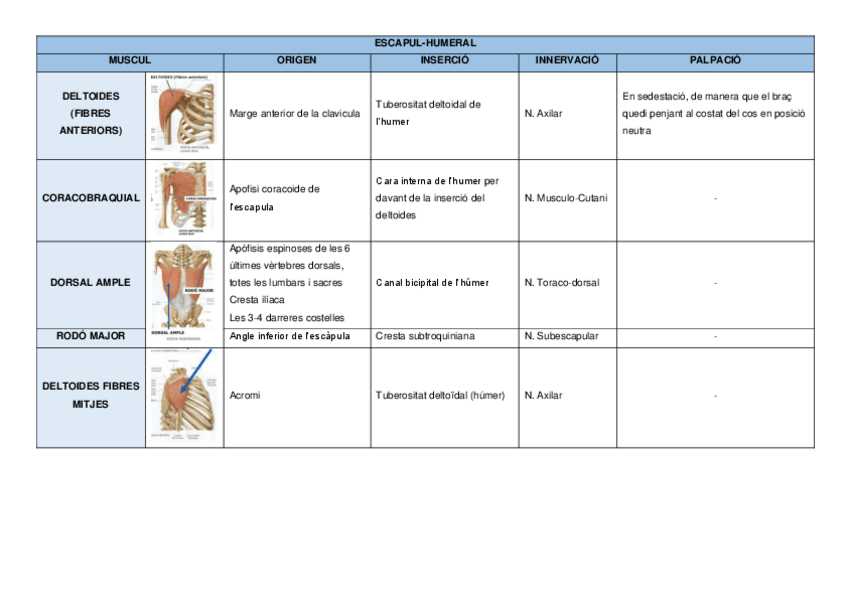 Miniatura del documento MUSCULATURA-ESCAPUL-HUMERAL-COLZE-GENOLL-I-MALUC.pdf
