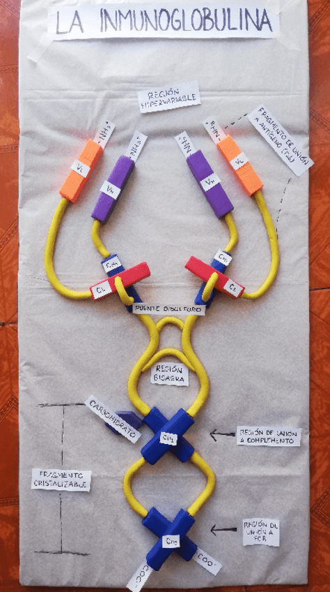 Miniatura del documento Maqueta-de-una-immunoglobulina.pdf