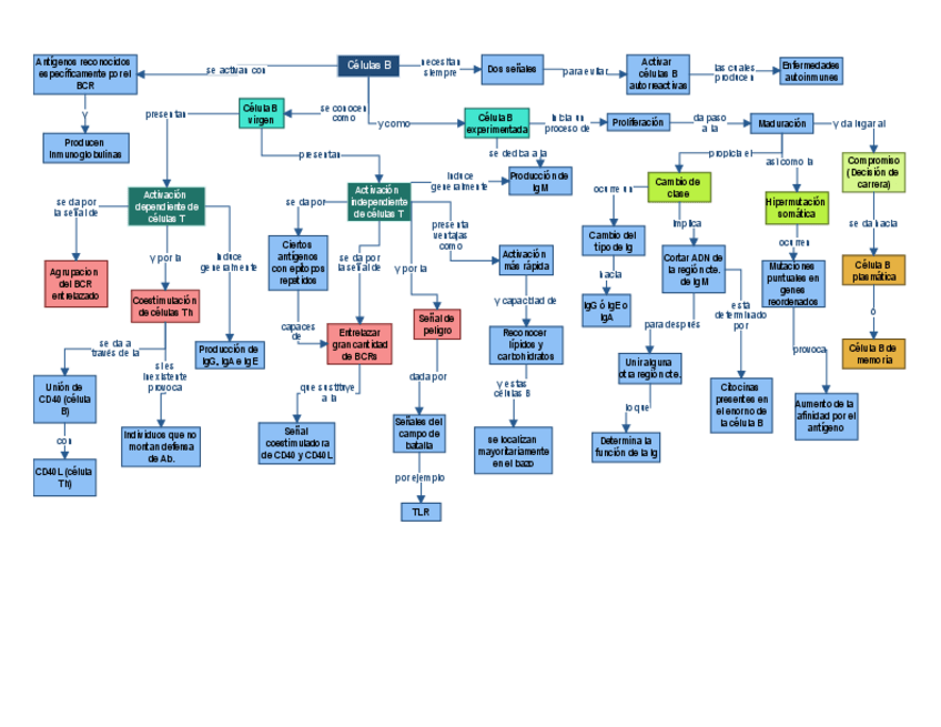 Miniatura del documento Mapa-Conceptual-Activacion-de-celulas-B.pdf