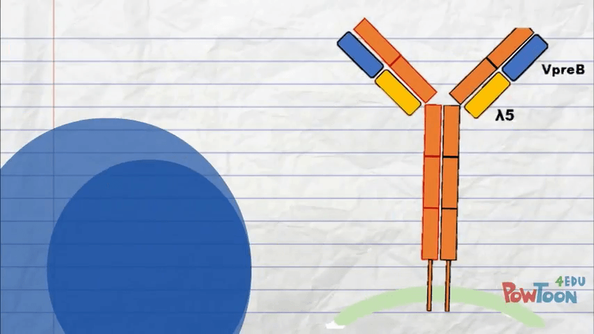 Miniatura del documento Maduracion-de-linfocitos.mp4