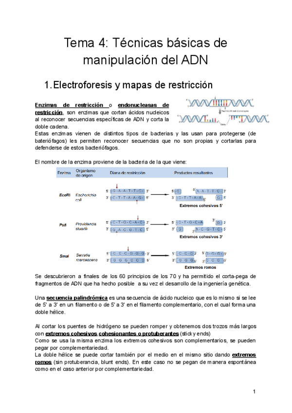 Miniatura del documento Tema-4-Tecnicas-basicas-de-manipulacion-del-ADN.pdf