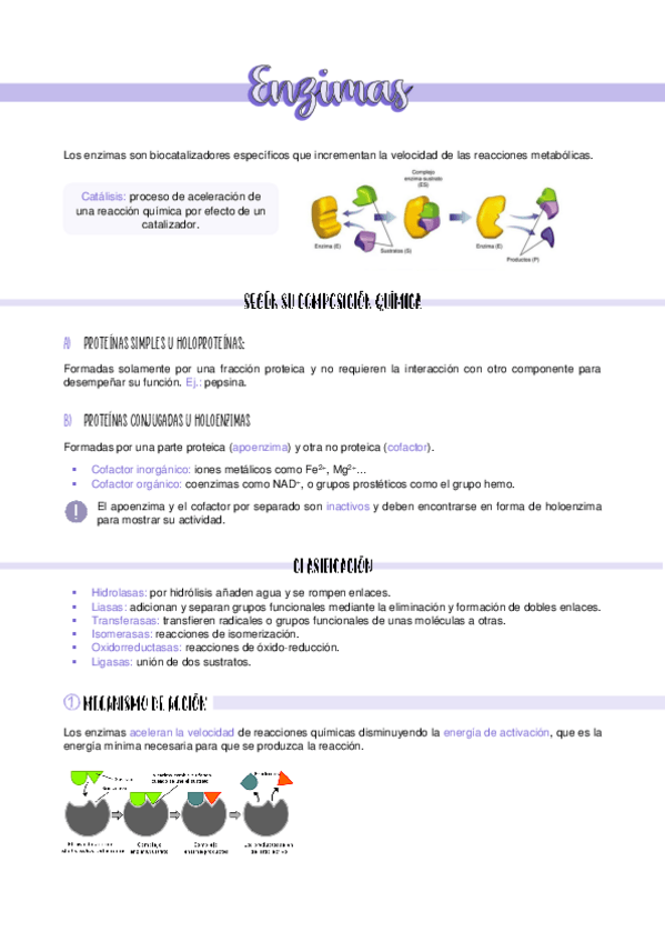 Miniatura del documento Enzimas.pdf