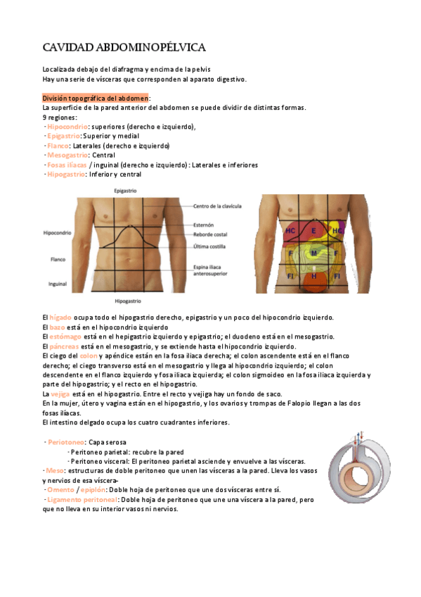 Miniatura del documento Modulo-8-Cavidad-abdominopelvica.pdf