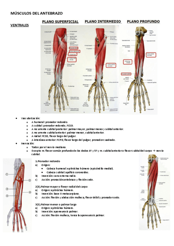 Miniatura del documento MÚSCULOS DEL ANTEBRAZO.pdf