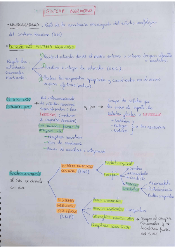 Miniatura del documento Sistema-nervioso.pdf
