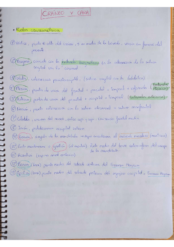 Miniatura del documento Craneo-y-cara.pdf