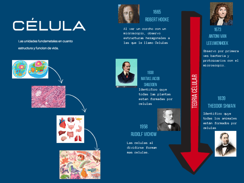 Miniatura del documento Celula.pdf