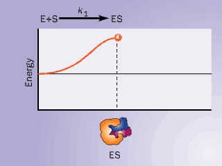 Miniatura del documento Enzima-Energia-de-Activacion-L.mov