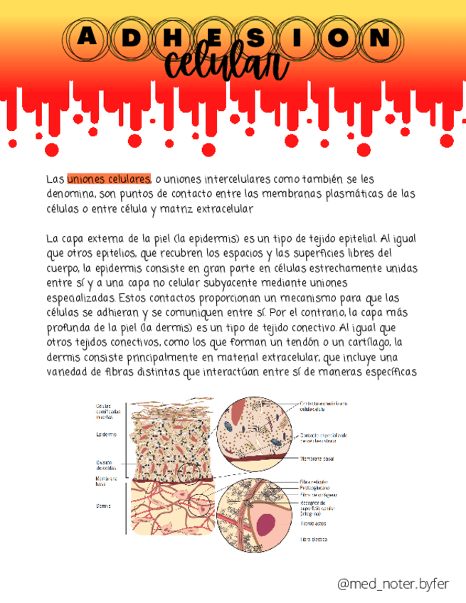 Miniatura del documento Adhesion-Celular.pdf