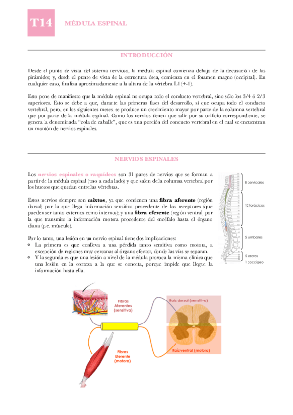 Miniatura del documento ANAT-T14-Medula-espinal.pdf