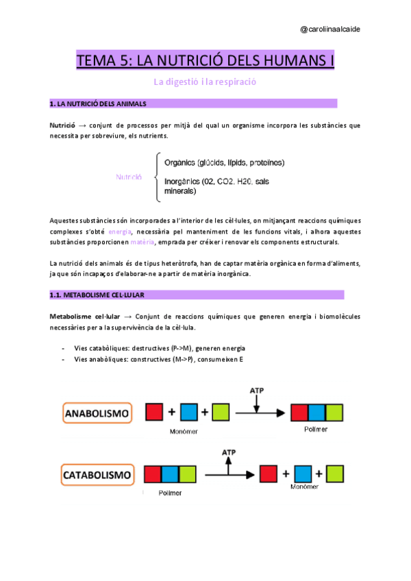 Miniatura del documento Tema-5-La-nutricio-dels-animals-I.pdf