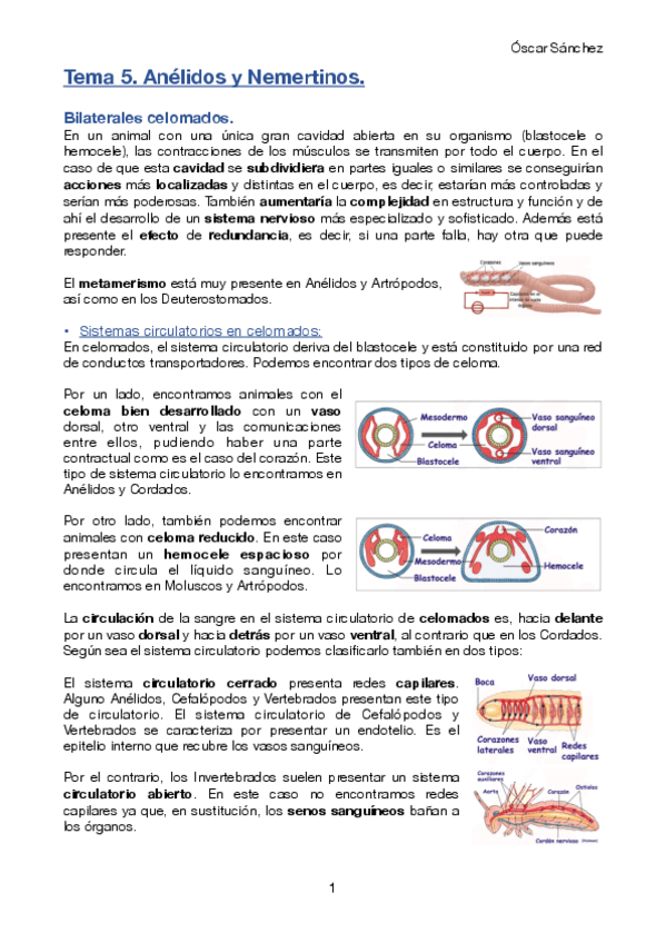 Miniatura del documento Tema 5 Zoología II.pdf