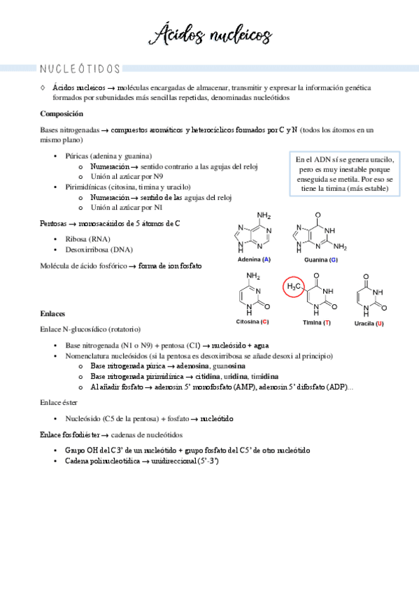Miniatura del documento apuntes-biologia-molecular.pdf