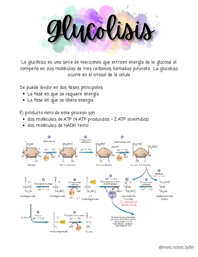 Miniatura del documento Glucolisis.pdf