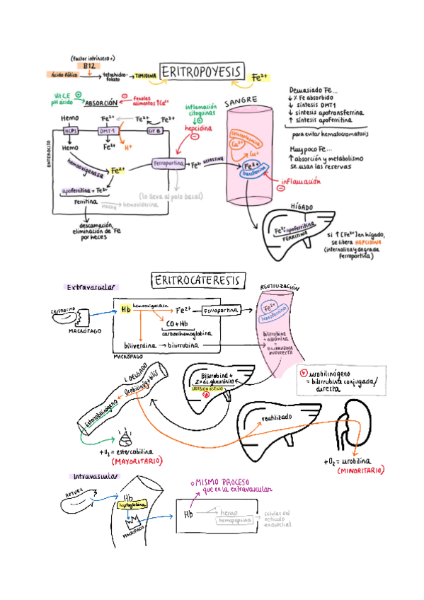 Miniatura del documento Dibujos-FM1-Eritropoyesis-y-eritrocateresis.pdf