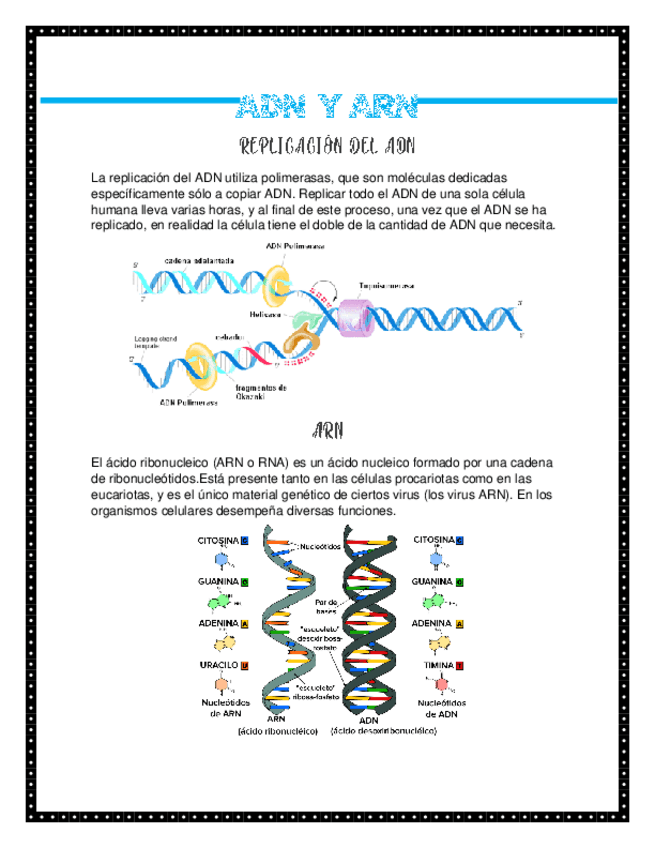 Miniatura del documento ADN-Y-ARN.pdf