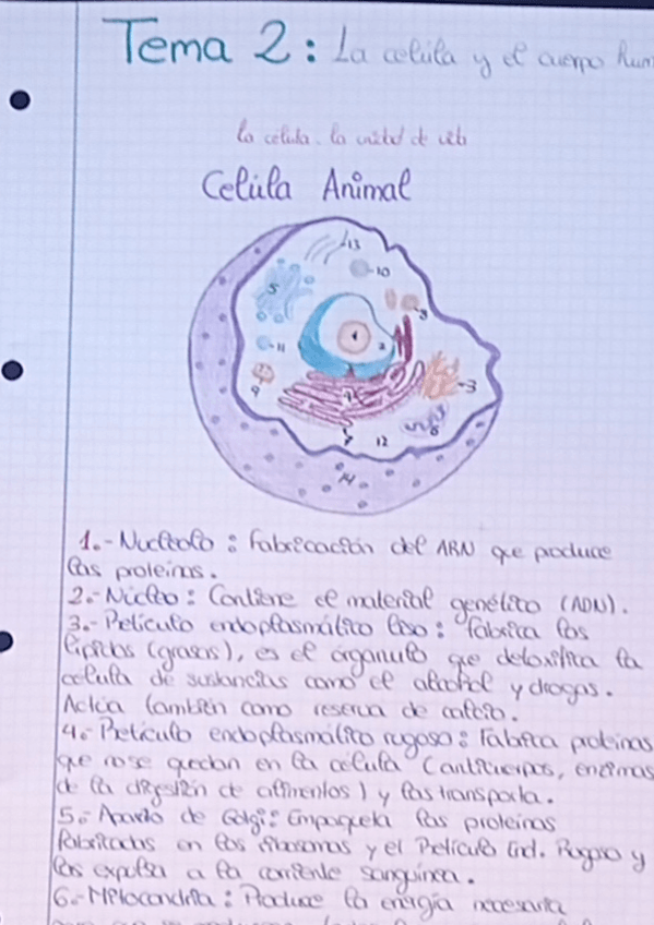 Miniatura del documento Tema-2-Experimentales.pdf