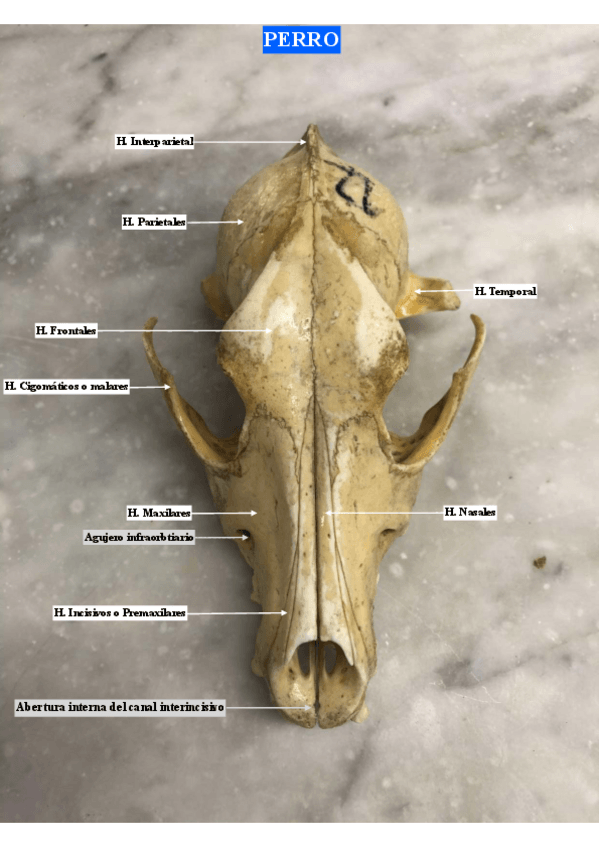 Miniatura del documento Craneo.pdf