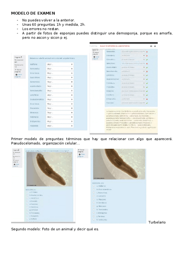 Miniatura del documento Modelo-de-examen.docx