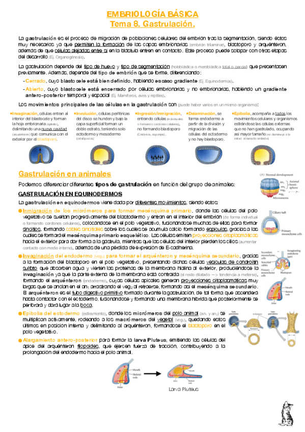 Miniatura del documento EB-T8-Gastrulacion.pdf