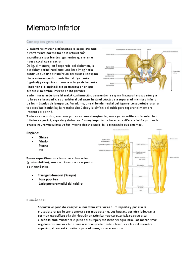 Miniatura del documento miembro-inferior-completo.pdf