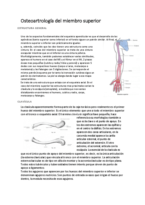 Miniatura del documento miembro-superior-completo.pdf