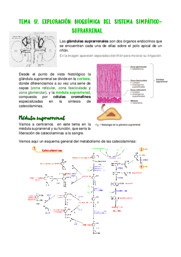 Miniatura del documento TEMA-17.pdf