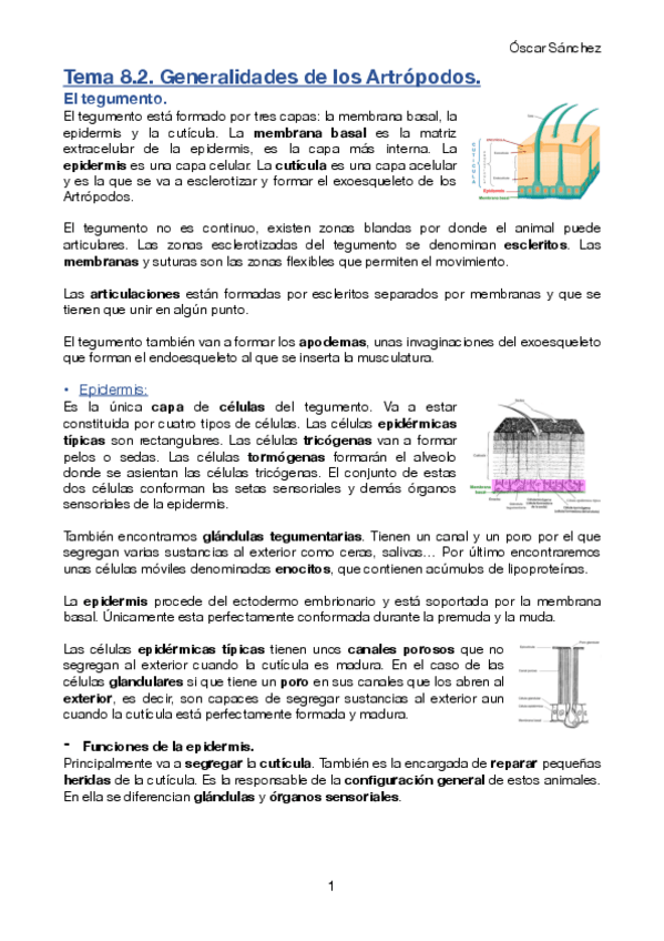 Miniatura del documento Tema-8-2-Zoologia-II.pdf
