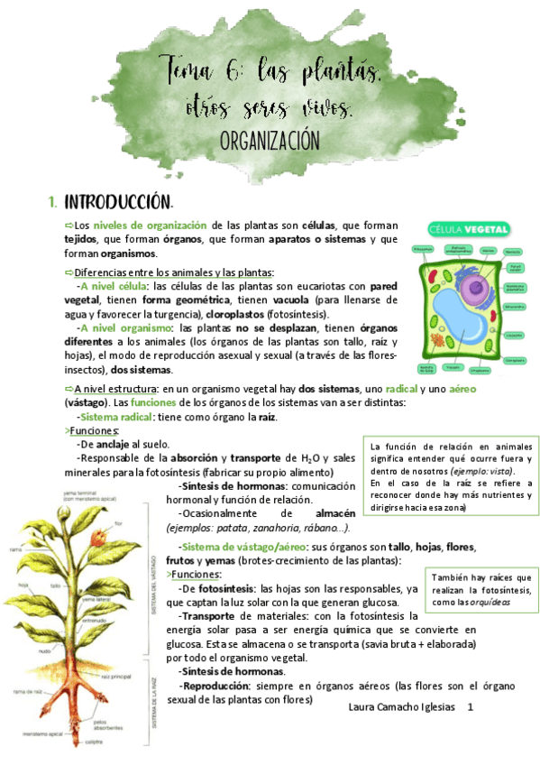 Miniatura del documento tema6y7lasplantasbiologia.pdf