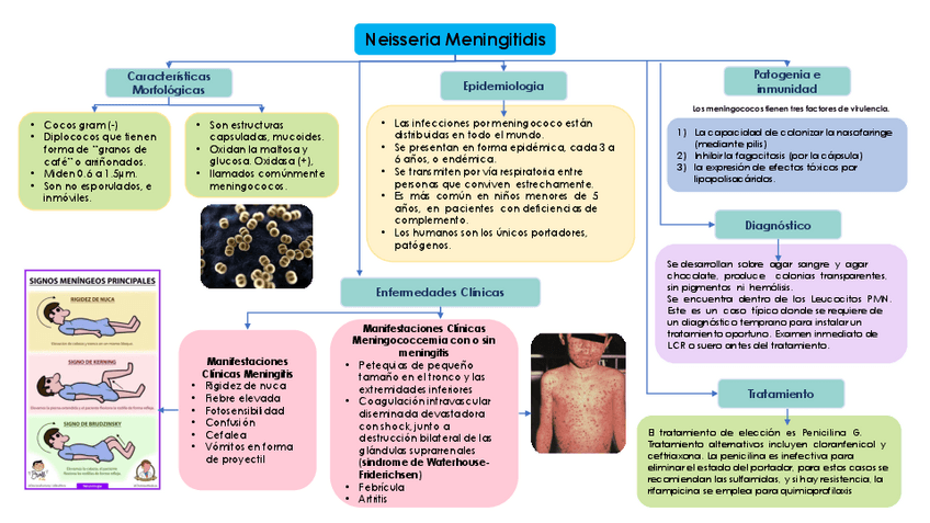 Miniatura del documento Neisseria-Meningitidis-Mapa.pdf