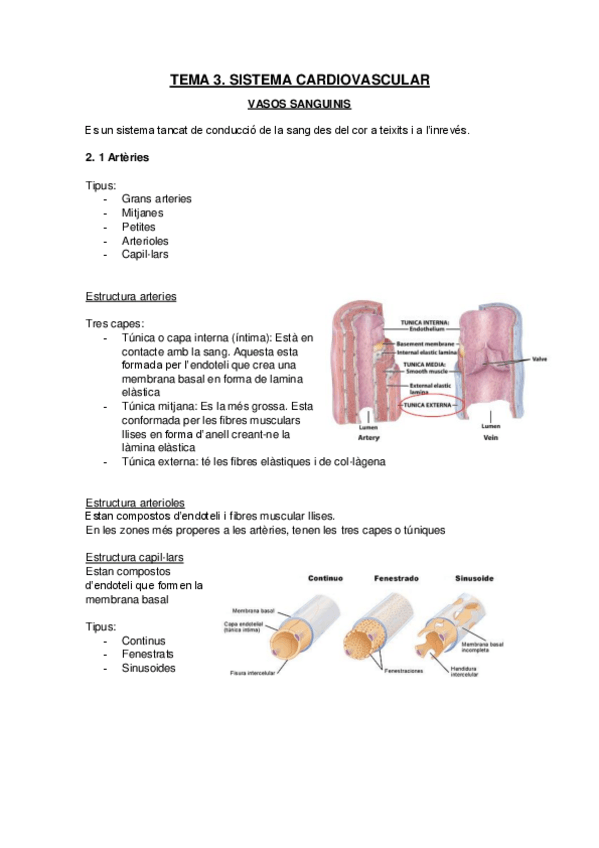 Miniatura del documento Sistema-cardiovascular-Vasos-sanguinis.pdf