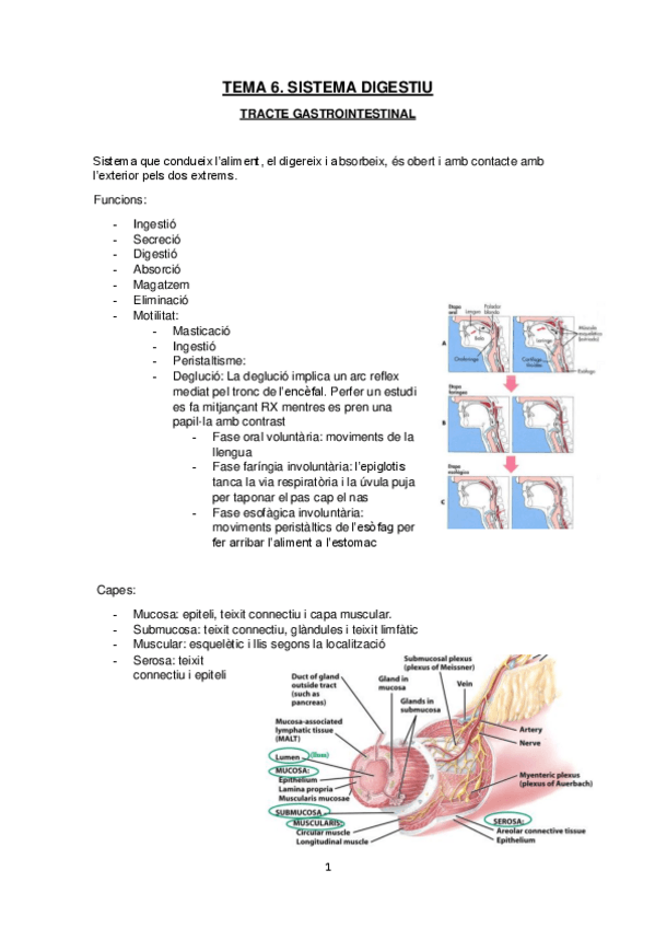 Miniatura del documento Sistema-digestiu.pdf