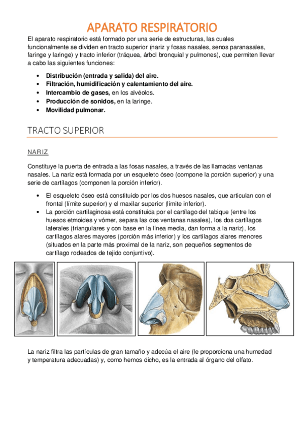 Miniatura del documento Aparato-respiratorio.pdf