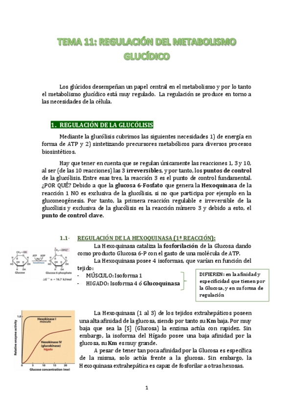 Miniatura del documento Tema-11-BIOQUIMICA-COMPLETO.pdf