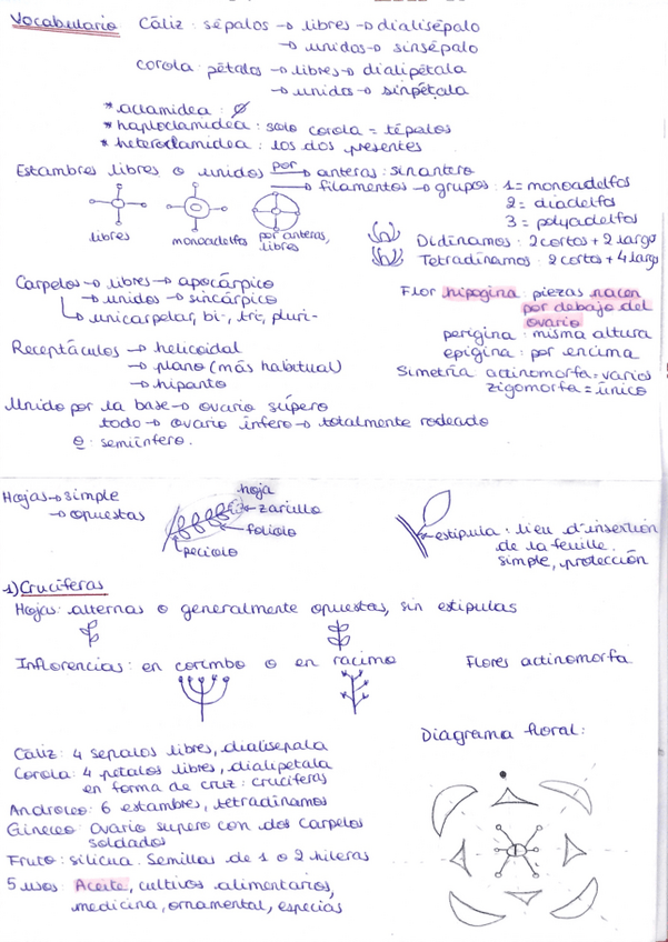 Miniatura del documento practicas-de-botanica-vocabulario-familias.pdf