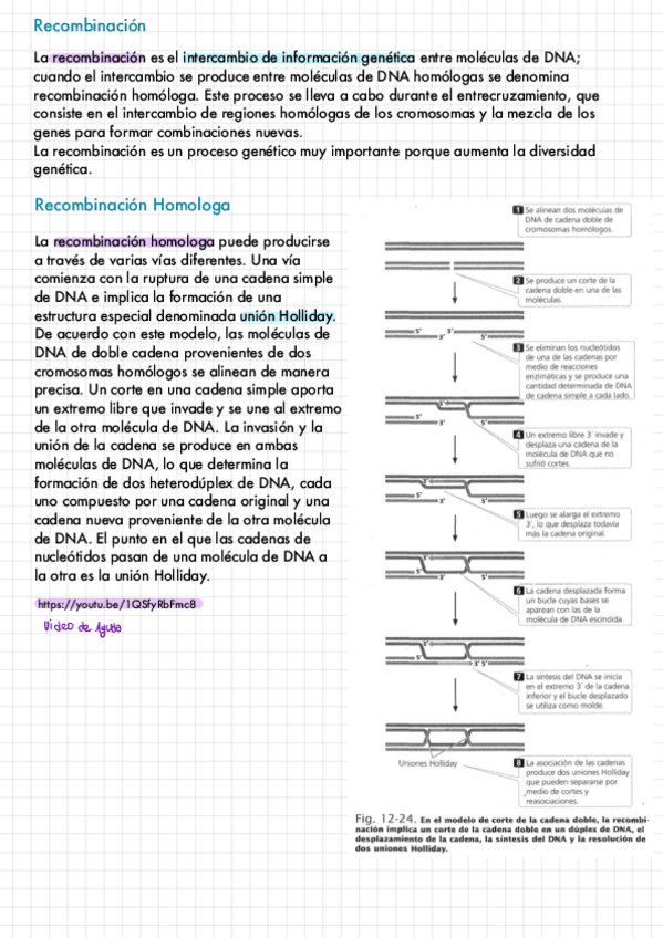 Miniatura del documento Recombinacion-Genetica-2021-05-25-083809.pdf