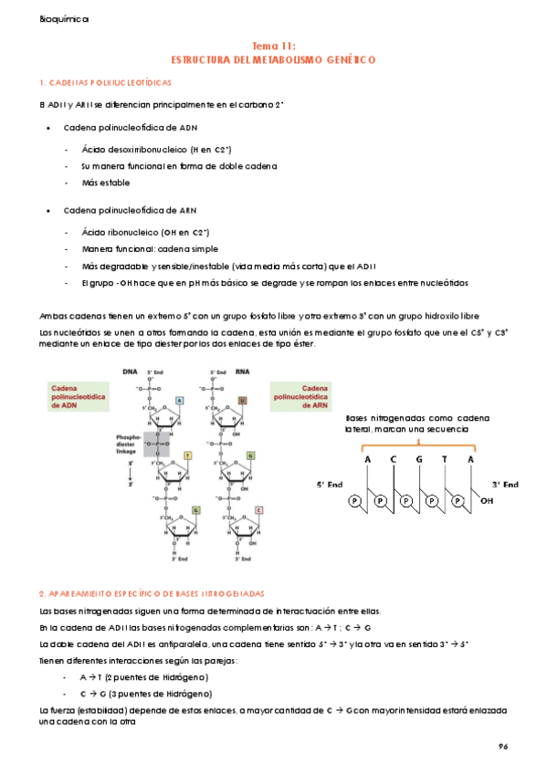 Miniatura del documento Tema-11-Bioquimica-Estructura-del-metabolismo-genetico.pdf