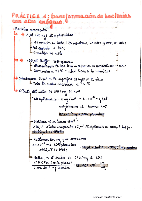 Miniatura del documento Resumen-practicas-genetica.pdf